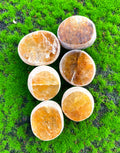 Golden Healer Dragon Eggs image 0