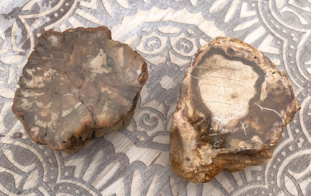 Petrified Wood Branch image 1
