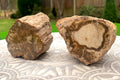 Petrified Wood Branch image 0