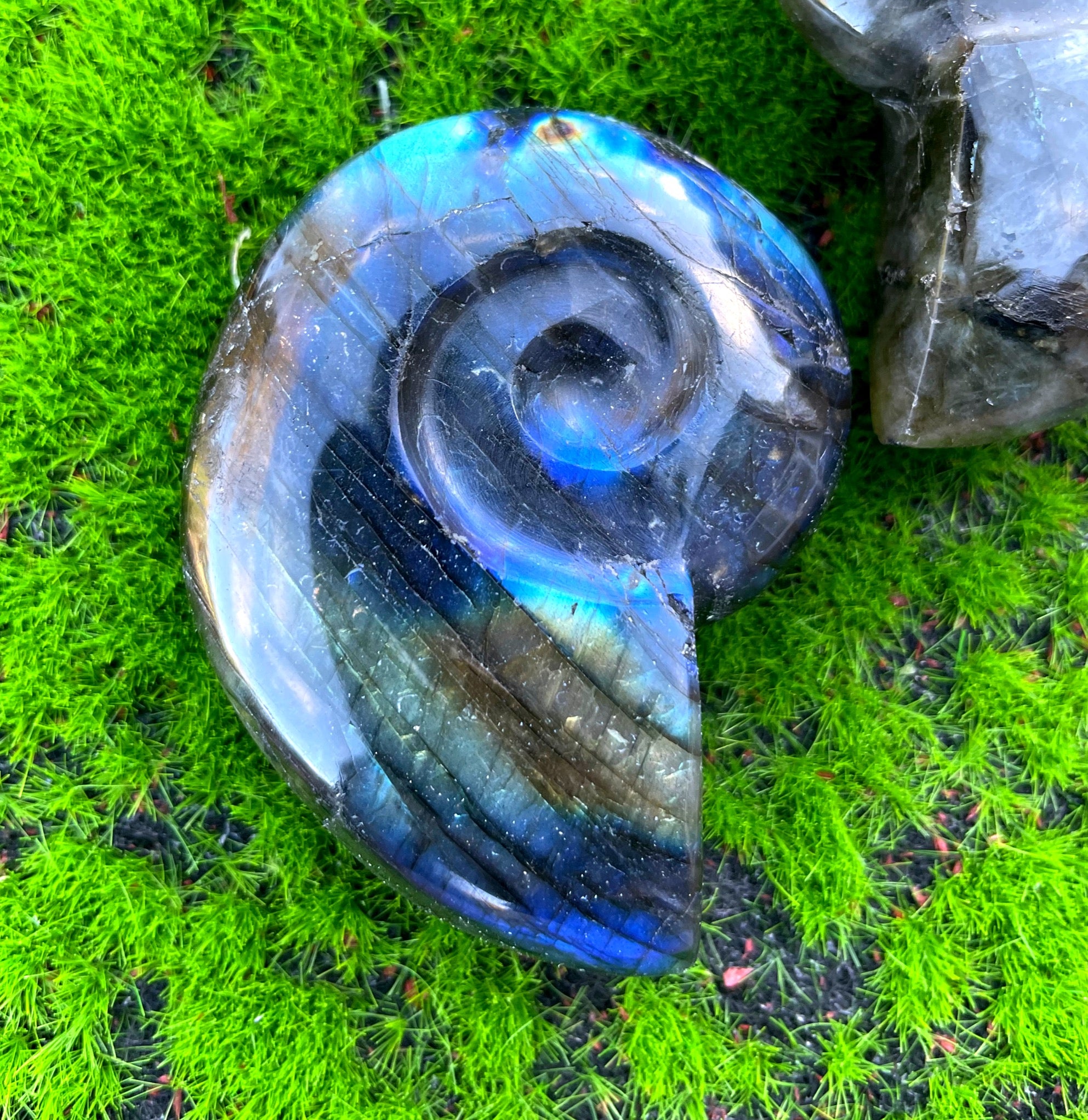 Labradorite Ammonite Carving image 3