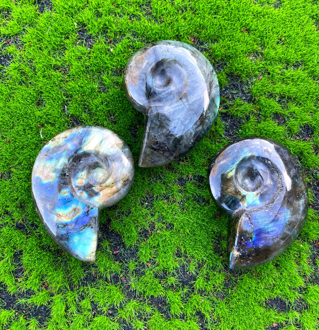 Labradorite Ammonite Carving image 1