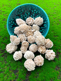 Desert Rose image 0
