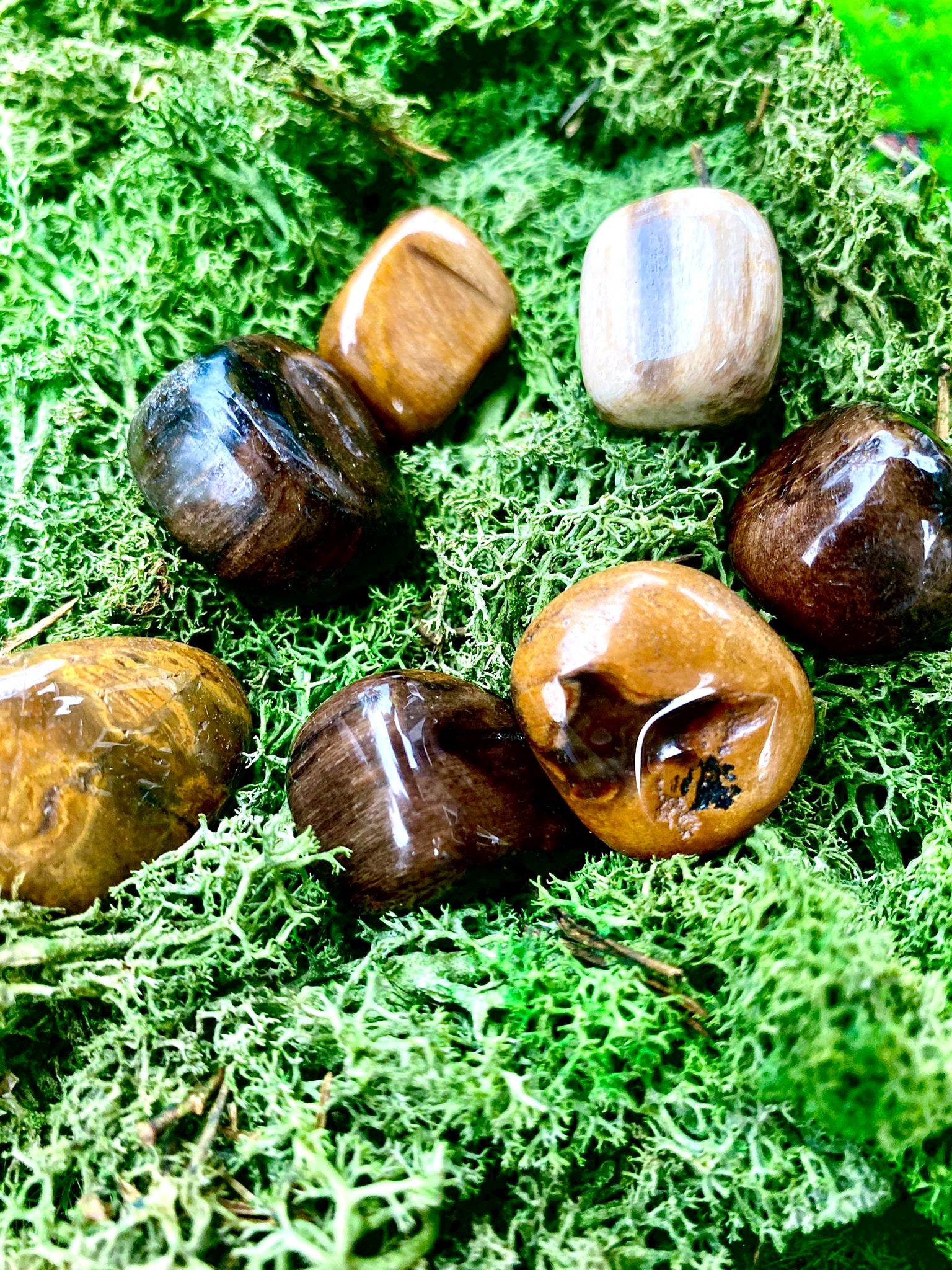 Fossil Wood Tumble-stones